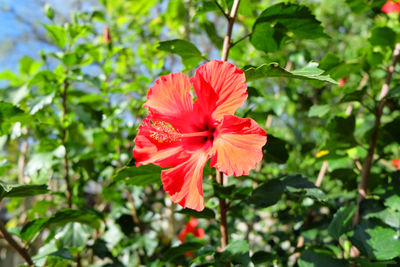 Close-up of red flower blooming outdoors