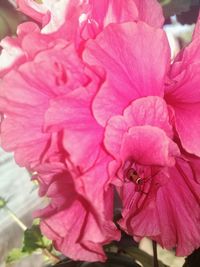 Close-up of pink flowers blooming outdoors