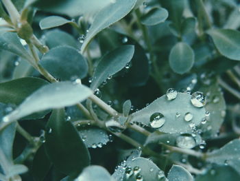 Close-up of water drops on leaf