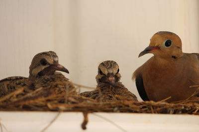 Close-up of a bird