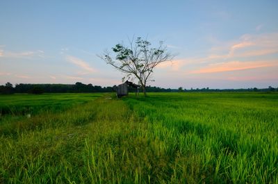 Scenic view of agricultural field against sky