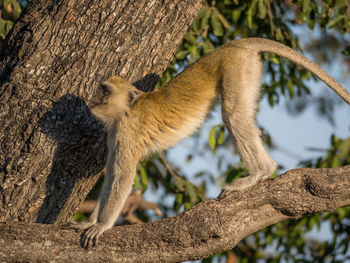 Close-up of vervet monkey stretching on tree, botswana, africa