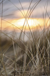 Close-up of stalks in field against sunset sky