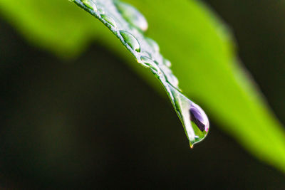 Close-up of raindrops on leaf