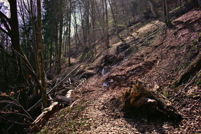 View of trees in forest