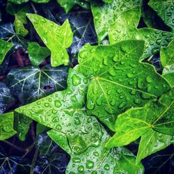 Full frame shot of wet leaves