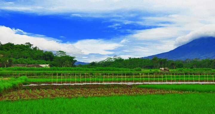 landscape, tranquil scene, tranquility, field, agriculture, rural scene, green color, sky, beauty in nature, scenics, nature, tree, growth, farm, grass, mountain, crop, cloud - sky, cultivated land, green