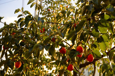 Low angle view of leaves on tree