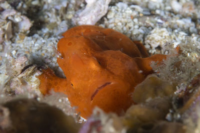 Close-up of fish in sea