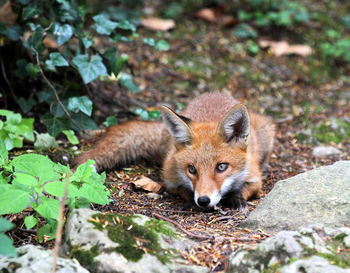 Portrait of fox