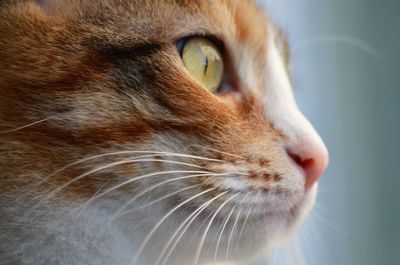 Close-up of a cat looking away