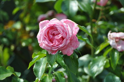 Close-up of pink rose