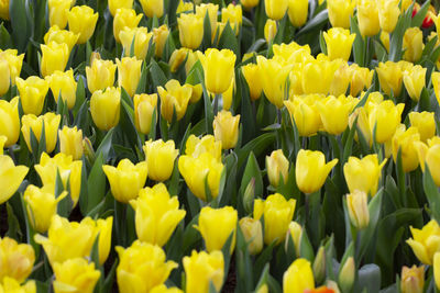 Close-up of yellow tulips