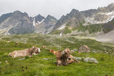 View of cows relaxing on the green meadow of val formazza, piedmont, italy