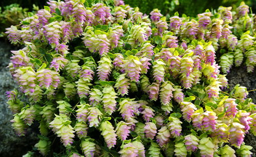 Close-up of flowers blooming outdoors