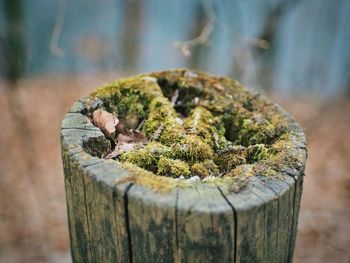 Close-up of a tree stump