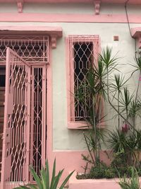 Plants growing outside building