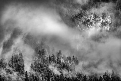 Trees in forest during foggy weather