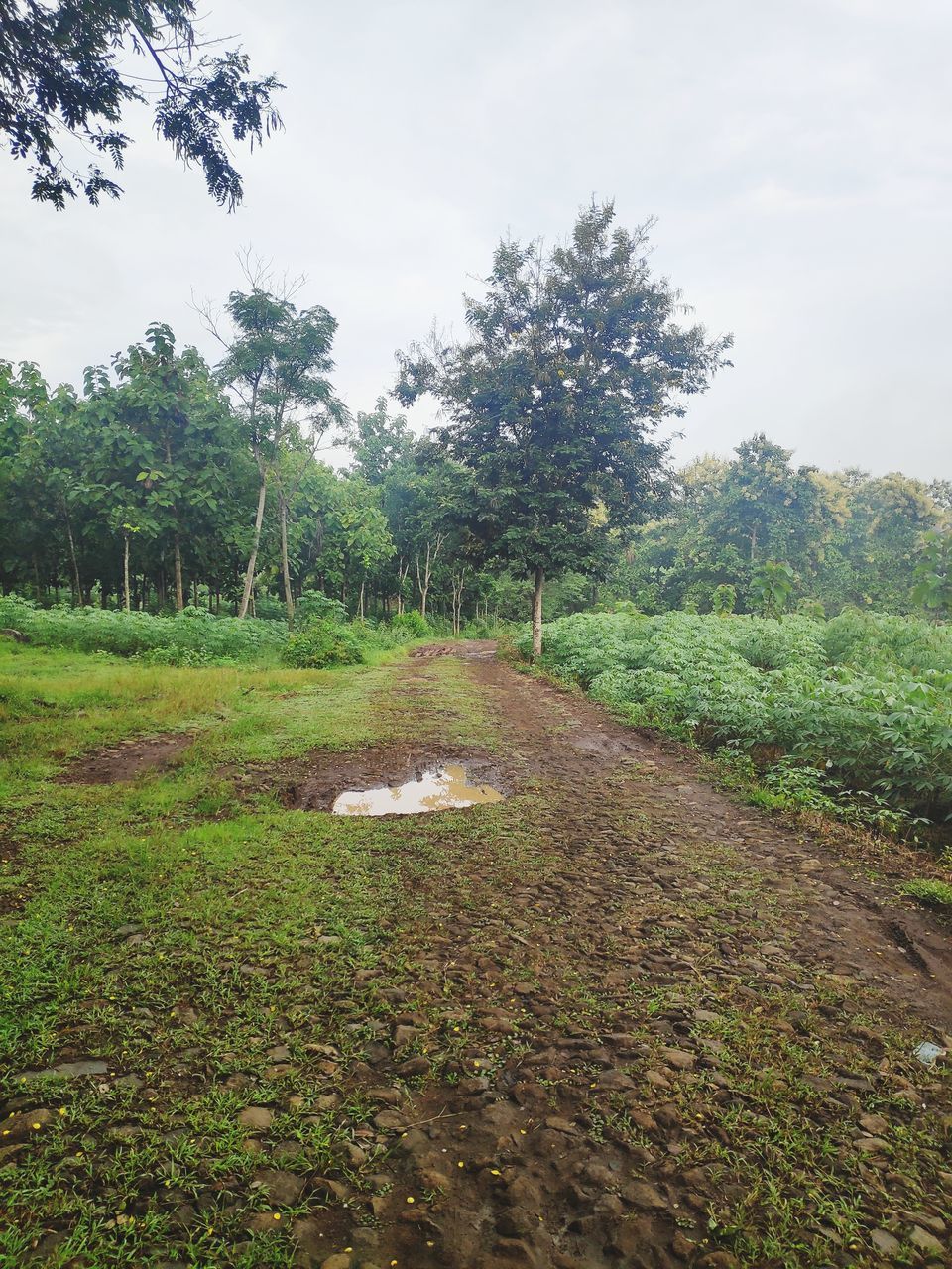 SCENIC VIEW OF TREES GROWING ON FIELD