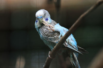 Close-up of parrot perching on branch