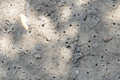 High angle view of ant on sand