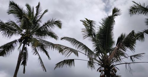 Low angle view of palm trees against sky