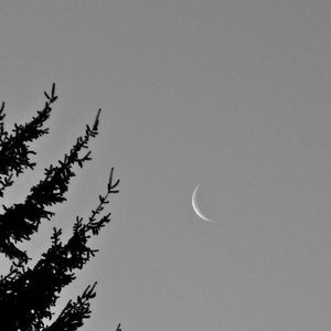 Low angle view of trees against clear sky