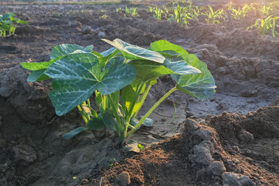 High angle view of fresh green plant on field