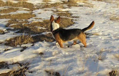 High angle view of pembroke welsh corgi standing on snowy landscape