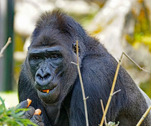 Monkey eating fruit in zoo