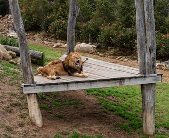 Lion sitting on wood