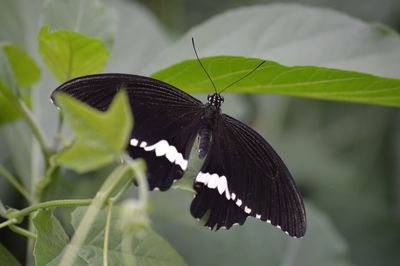 Close-up of butterfly perching on plant