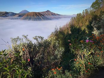 Plants growing on land against sky