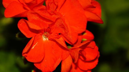 Close-up of red flowering plant