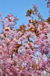 Low angle view of cherry blossoms in spring