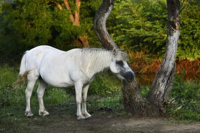 Horse standing on the field