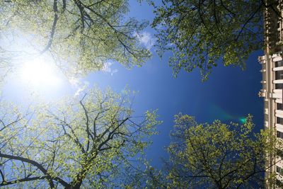 Low angle view of trees against blue sky