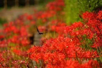 View of red flowering plant