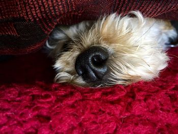 Close-up of puppy sleeping