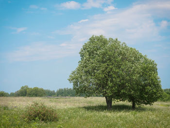 Tree on field against sky