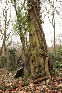 Tree trunk in forest