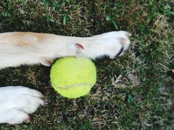 High angle view of dog on grass