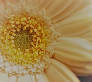 Extreme close-up of flower pollen