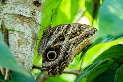 Close-up of butterfly on tree