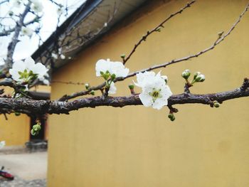 Close-up of white flowers on tree