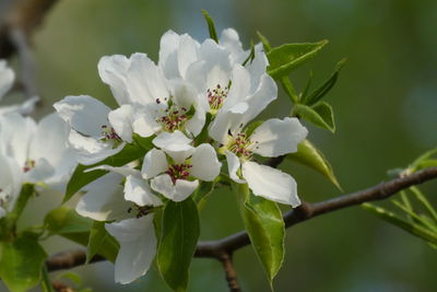 Close-up of white cherry blossoms on tree