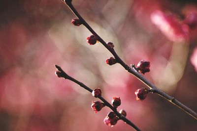 Close-up of buds growing outdoors