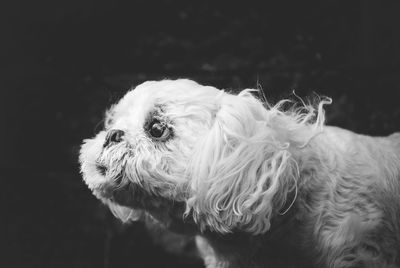 Close-up of dog against black background