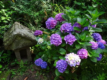 Close-up of flowers blooming outdoors