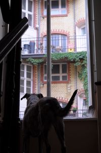 Close-up of horse in window